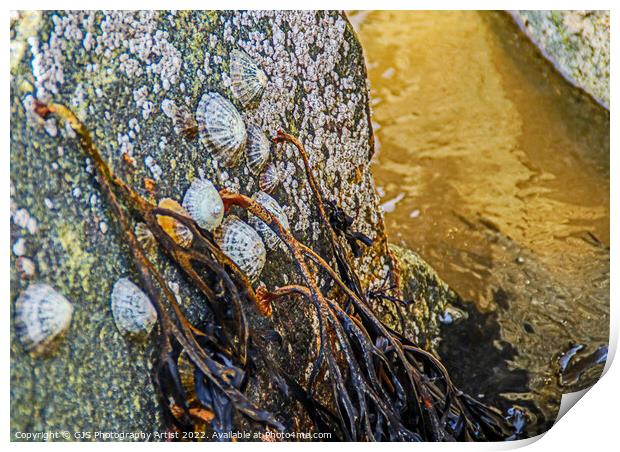 Barnicles and Limpets and Seaweed Print by GJS Photography Artist