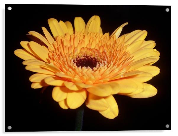 Yellow Michaelmas Daisy. Acrylic by Becky Dix