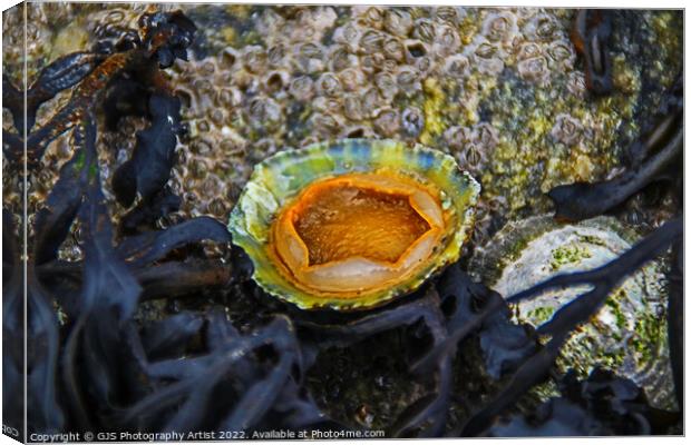 Underside of a Limpet Canvas Print by GJS Photography Artist