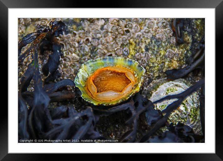 Underside of a Limpet Framed Mounted Print by GJS Photography Artist
