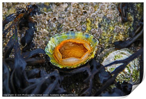 Underside of a Limpet Print by GJS Photography Artist