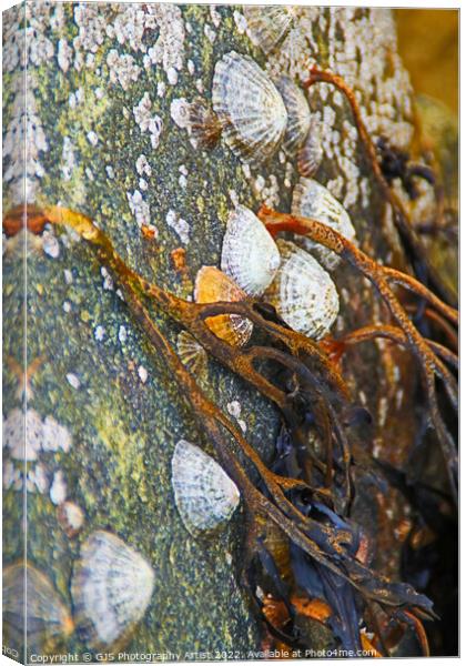 Seaweed Limpets and Barnicals Canvas Print by GJS Photography Artist