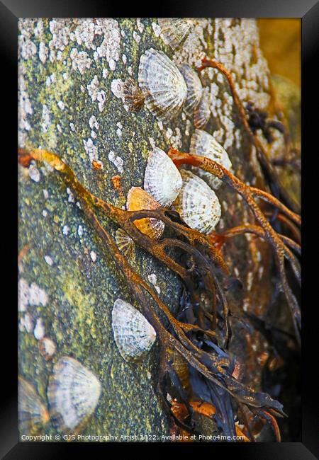 Seaweed Limpets and Barnicals Framed Print by GJS Photography Artist