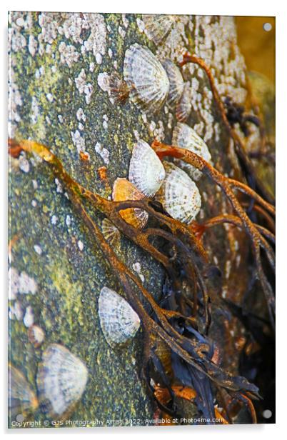 Seaweed Limpets and Barnicals Acrylic by GJS Photography Artist