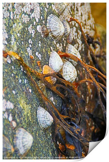 Seaweed Limpets and Barnicals Print by GJS Photography Artist