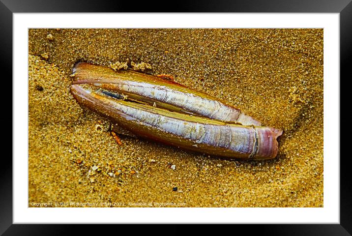 Razorclam in the Sand Framed Mounted Print by GJS Photography Artist