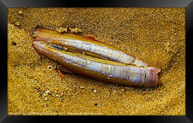 Razorclam in the Sand Framed Print by GJS Photography Artist