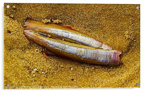 Razorclam in the Sand Acrylic by GJS Photography Artist