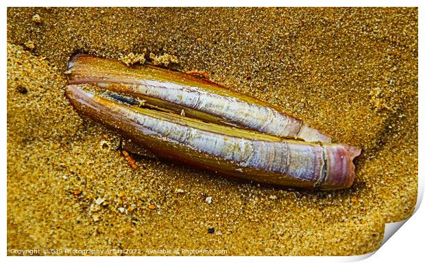 Razorclam in the Sand Print by GJS Photography Artist