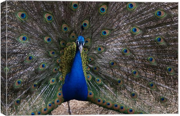 peacock Canvas Print by anthony pallazola