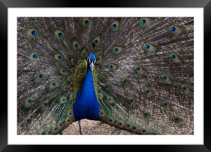 peacock Framed Mounted Print by anthony pallazola