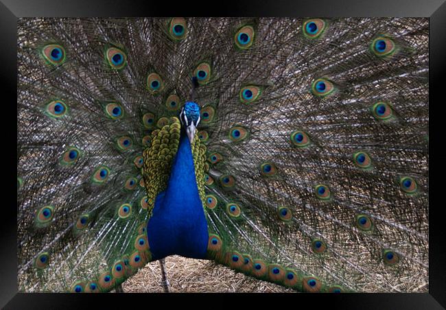 peacock Framed Print by anthony pallazola