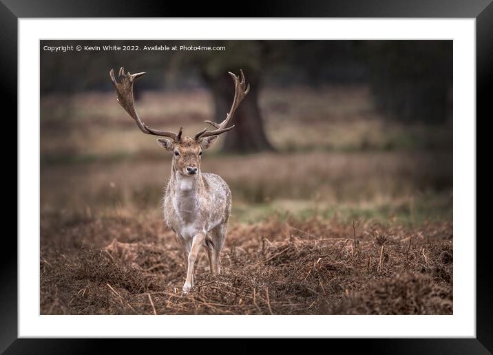 New set of antlers Framed Mounted Print by Kevin White