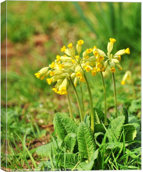 Wild Cowslip flowers Canvas Print by Diana Mower