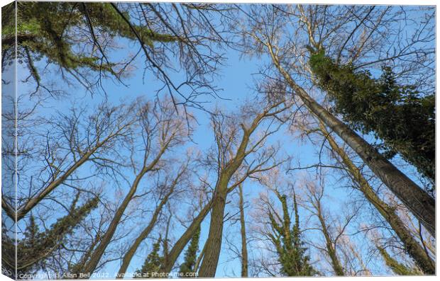 Tree Tops in Winter Canvas Print by Allan Bell