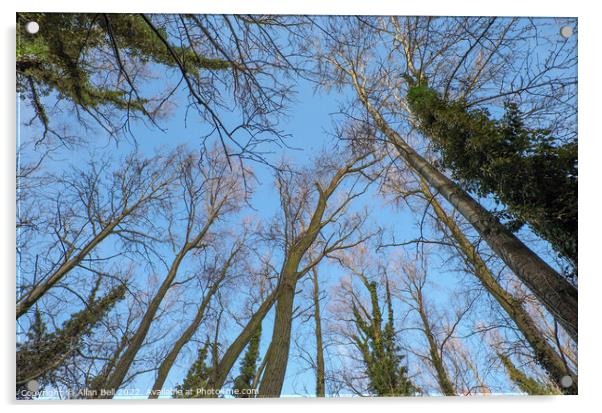 Tree Tops in Winter Acrylic by Allan Bell