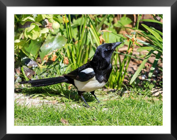 Magpie Framed Mounted Print by Richard Long