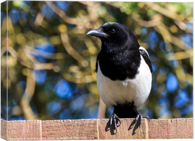 Magpie Canvas Print by Richard Long