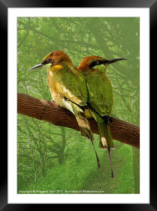 Green Bee-eater Framed Mounted Print by Bhagwat Tavri