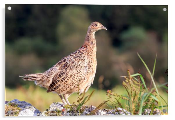 Hen Pheasant Acrylic by Richard Long