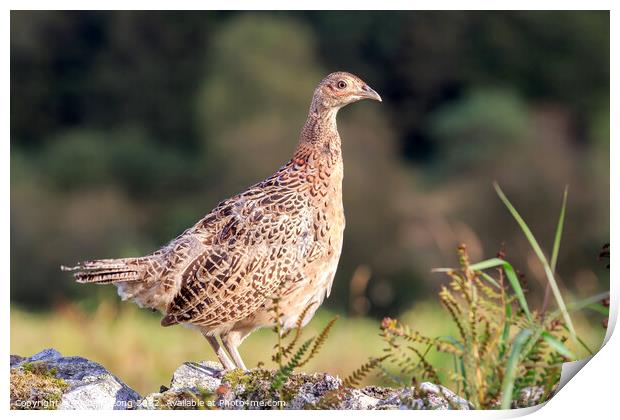 Hen Pheasant Print by Richard Long