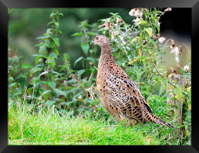 Hen Pheasant Framed Print by Richard Long