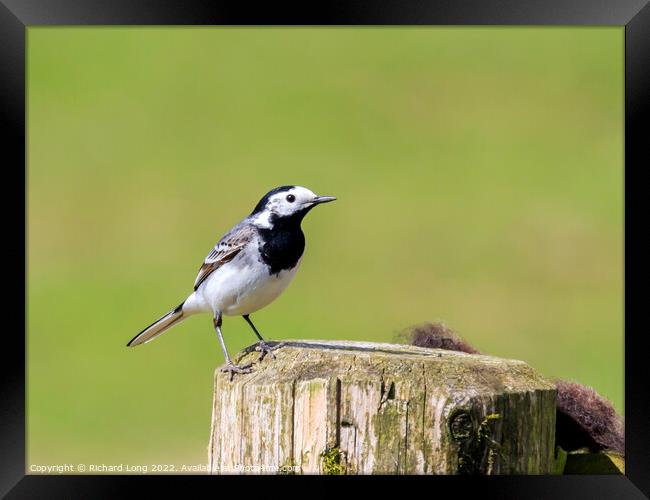 Pied Wagtail  Framed Print by Richard Long