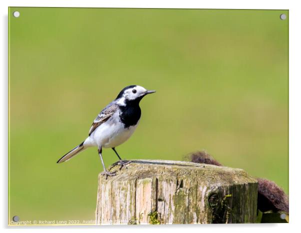 Pied Wagtail  Acrylic by Richard Long
