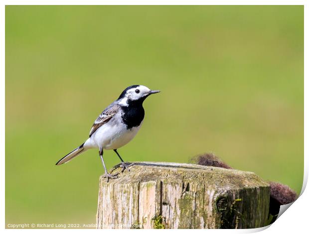 Pied Wagtail  Print by Richard Long