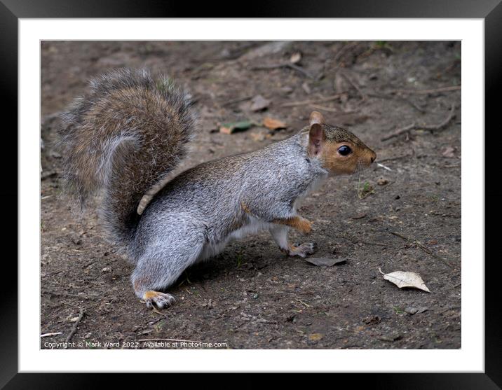 A squirrel at Lunch. Framed Mounted Print by Mark Ward