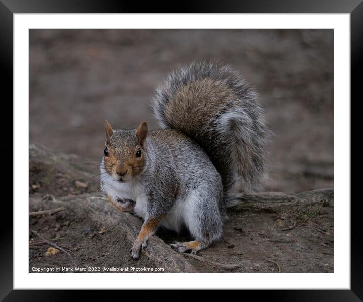 A very active Squirrel in Spring. Framed Mounted Print by Mark Ward