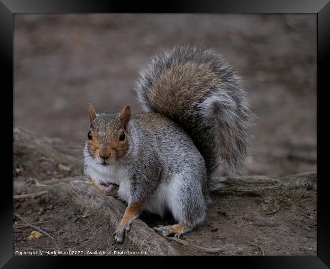 A very active Squirrel in Spring. Framed Print by Mark Ward