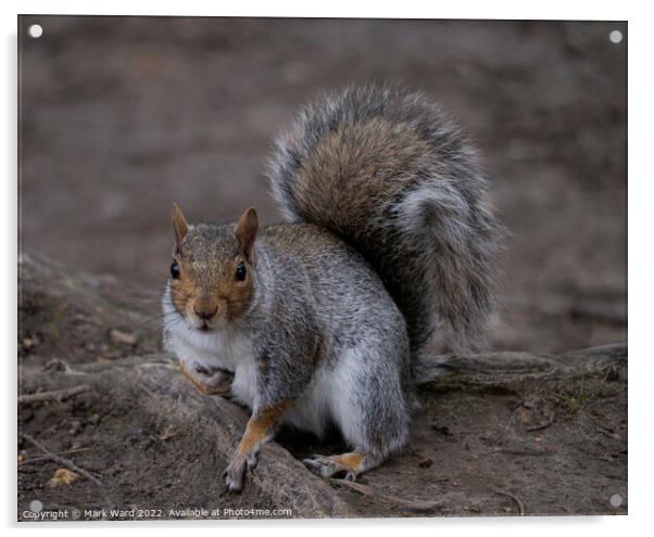 A very active Squirrel in Spring. Acrylic by Mark Ward