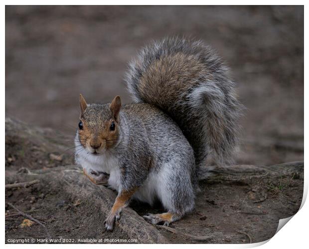 A very active Squirrel in Spring. Print by Mark Ward
