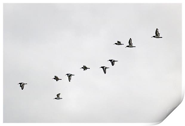 Oyster catchers on the wing Print by Gary Eason