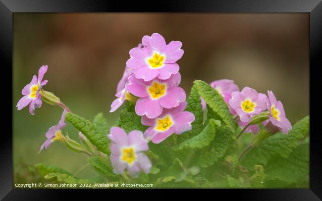 Plant flower Framed Print by Simon Johnson