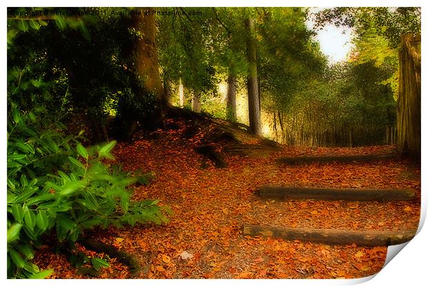 Autumn's  Golden Woodland Pathway Print by Peter Blunn