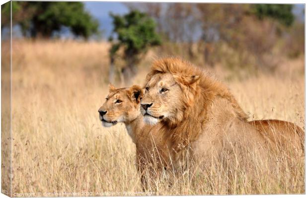 Two lions in the African savanna Canvas Print by Catalina Morales