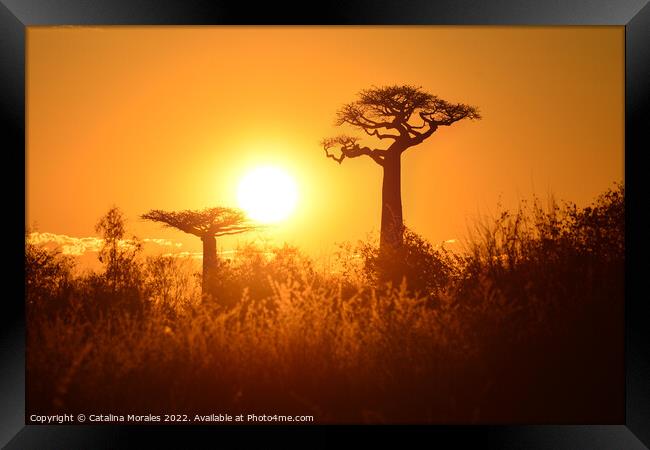 Baobab trees at sunset in Madagascar Framed Print by Catalina Morales