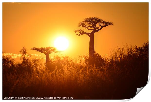 Baobab trees at sunset in Madagascar Print by Catalina Morales