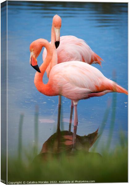 Flamingos with reflection in water Canvas Print by Catalina Morales