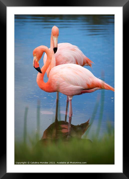 Flamingos with reflection in water Framed Mounted Print by Catalina Morales