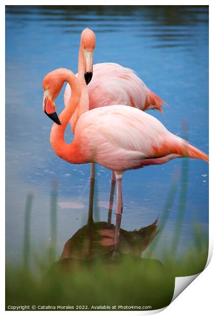 Flamingos with reflection in water Print by Catalina Morales