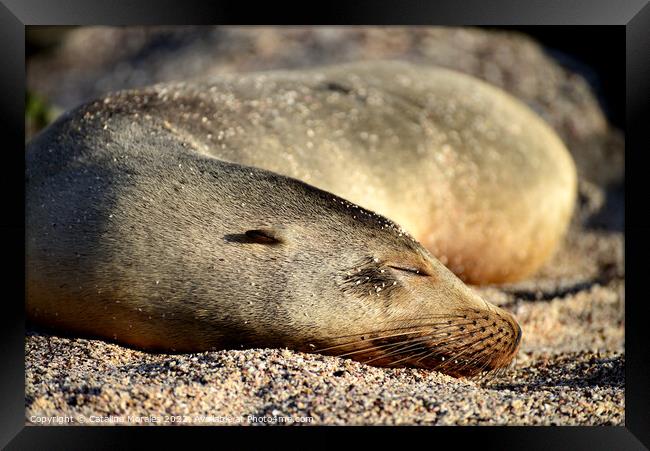 Sea Lion Sleeping Framed Print by Catalina Morales