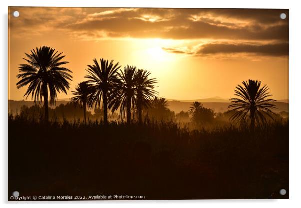 Arabian Sunset with Palms Acrylic by Catalina Morales