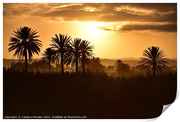 Arabian Sunset with Palms Print by Catalina Morales