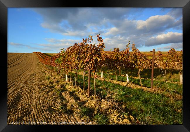Vineyard landscape in Autumn Framed Print by Catalina Morales