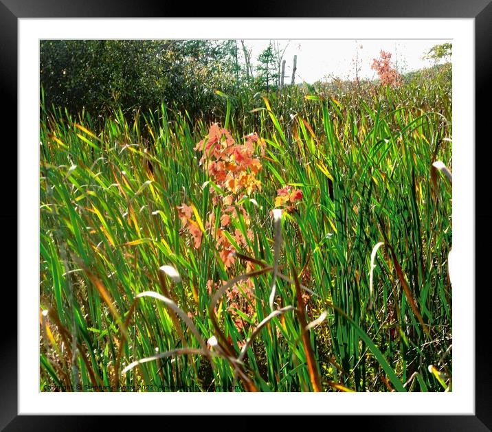 Sunlit Grasses Framed Mounted Print by Stephanie Moore