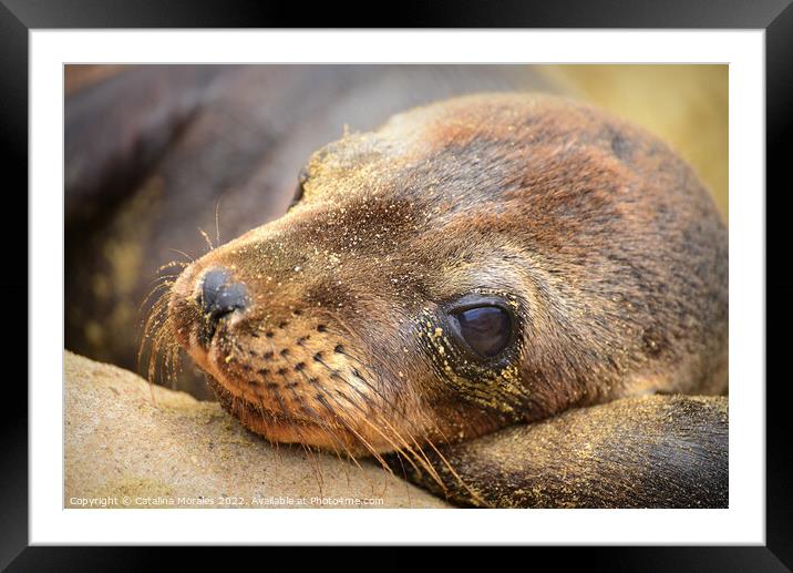 Close up of Sea Lion Cub Framed Mounted Print by Catalina Morales