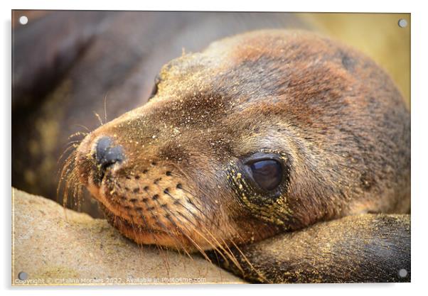 Close up of Sea Lion Cub Acrylic by Catalina Morales
